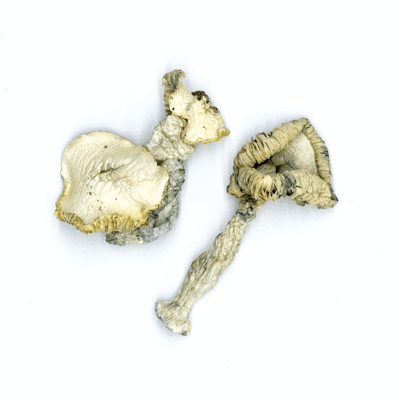 Buy Albino Huautla Magic Mushrooms
